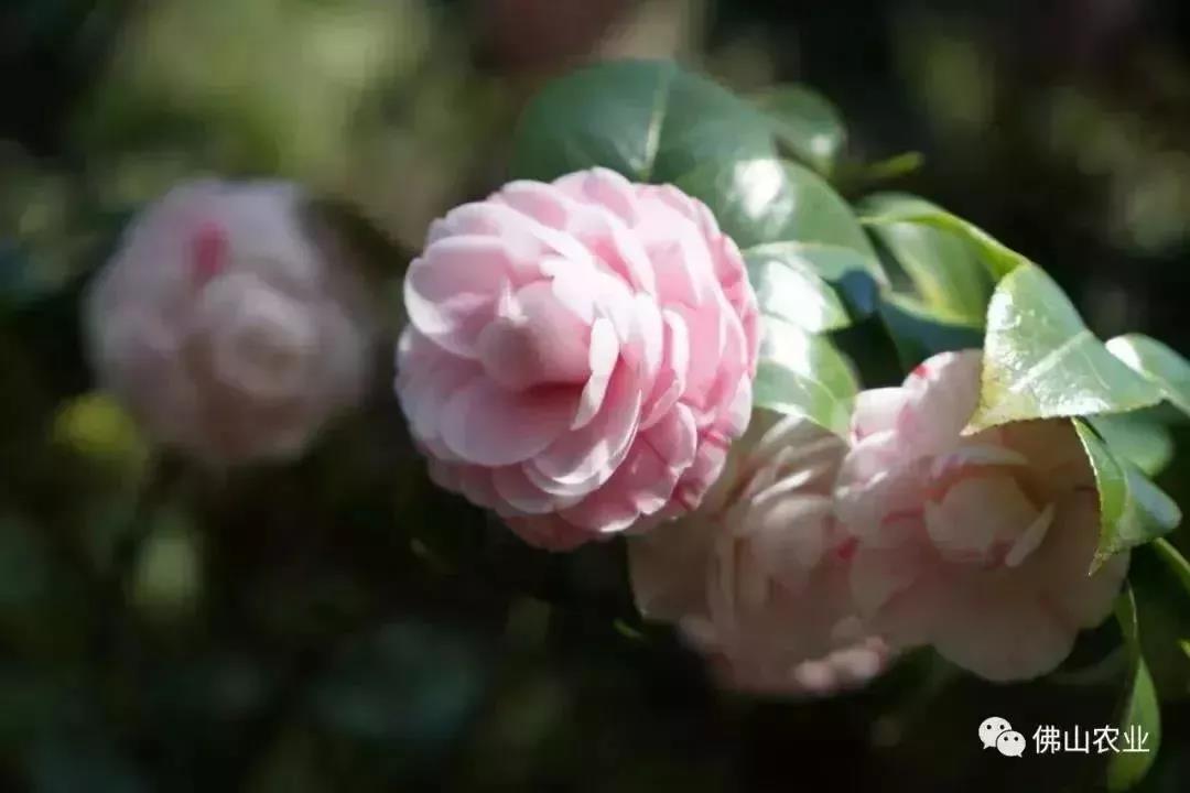 南海风云花花世界2安卓最新版本，探索与冒险的沉浸式体验