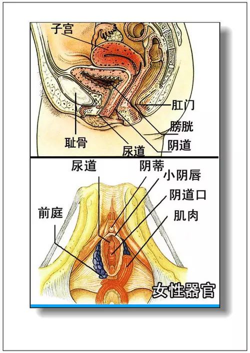 人体器官复制器的突破性进展引领革命性变革