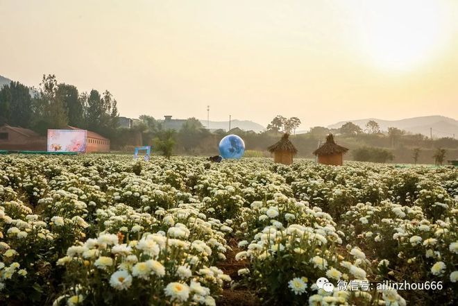 林州福田花雨新篇章，最新动态绽放光彩