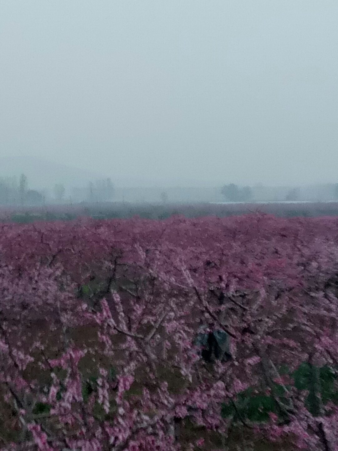 蓼泉镇天气预报更新通知